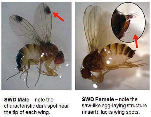 Adult SWD are small, 1/16 to 1/8 long (2 3 mm) with red eyes and a light brown thorax and abdomen (Figure 3). Larvae are small, legless, up to 1/8 long, cream colored and round in shape.