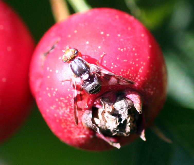 Apple Maggot Hosts Hawthorn (native host)