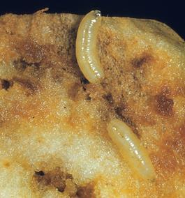 Larvae tunnel through the flesh of the apple.