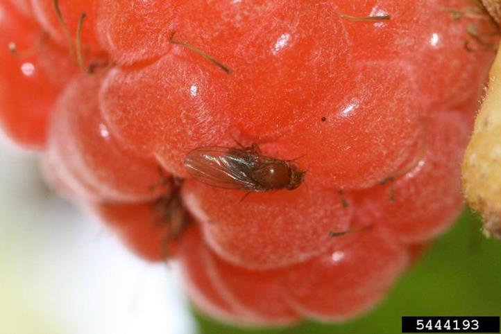 Spottedwing drosophila (SWD) Drosophila suzukii