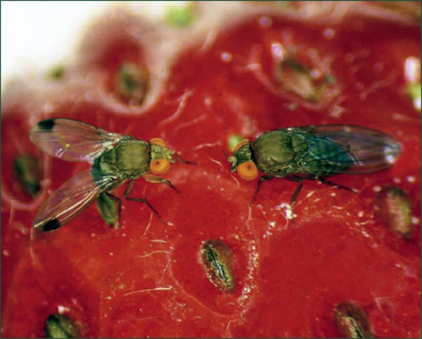 Traps for Spottedwing Drosophila Traps are