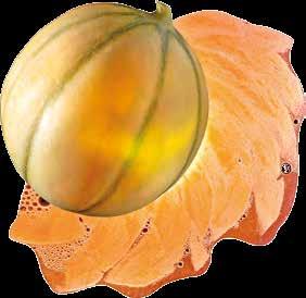 In order to be awarded PGI certification, melon production must meet very strict specifications, particularly a soil clay content of above 25% in order to give the melons a pronounced musky taste,