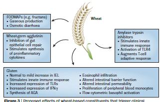 Wheat More than Gluten FODMAPs