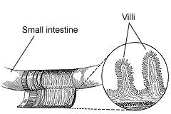 12 Celiac Disease Villi on the lining of the small intestine help absorb nutrients. Symptoms may or may not occur in the digestive system.