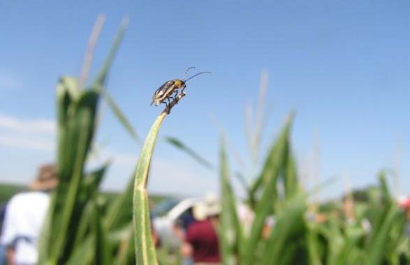 Effectively dealing with the challenge of field-evolved resistance to Bt corn by western corn rootworm will require better