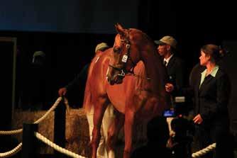 EQUESTRIAN CAPE PREMIER YEARLING SALE CTICC CAPE TOWN: 22 & 23 JANUARY This was the 5th anniversary of this sale and 200 yearlings were catalogued.