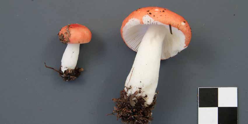 RUSSULA GRISEASCENS project update Maria Voitk Photo: Roger Smith You may remember that OMPHALINA 6(1) dealt with a global fungal survey using