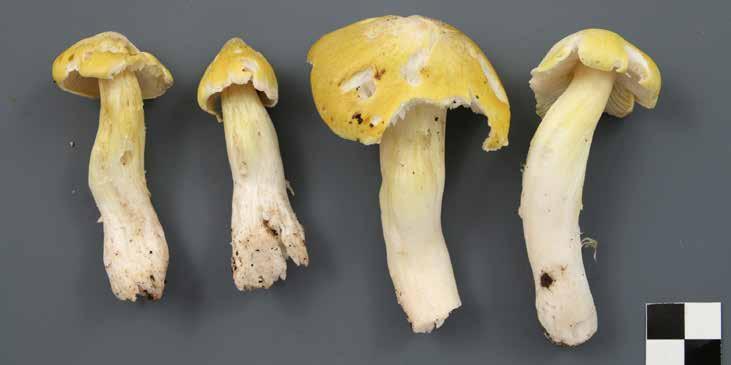 Photo: Roger Smith Figure 2. Tricholoma subluteum, an group could improve our species list. In past years, tricholomas like as T. fumosoluteum or even T. intermedium.