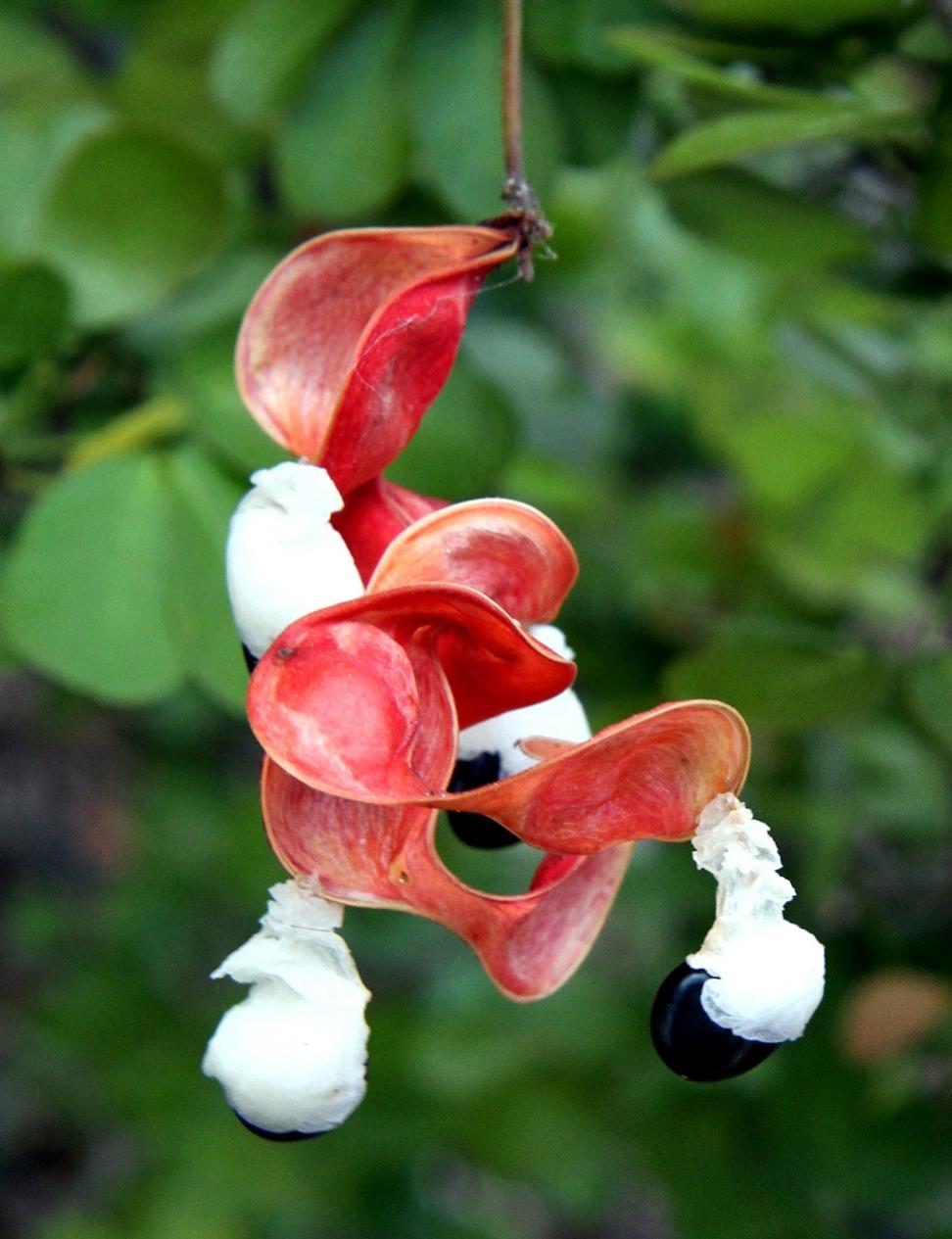 Madras thorn (Pithecellobium) is a legume that also