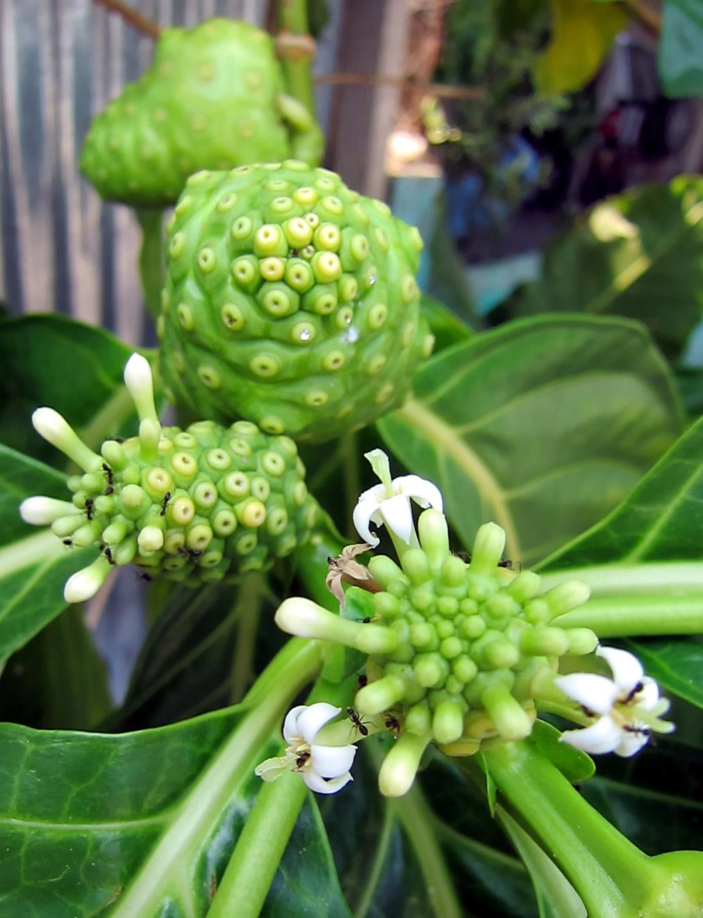 Noni (Morinda citrifolia) produces an interesting fruit that is