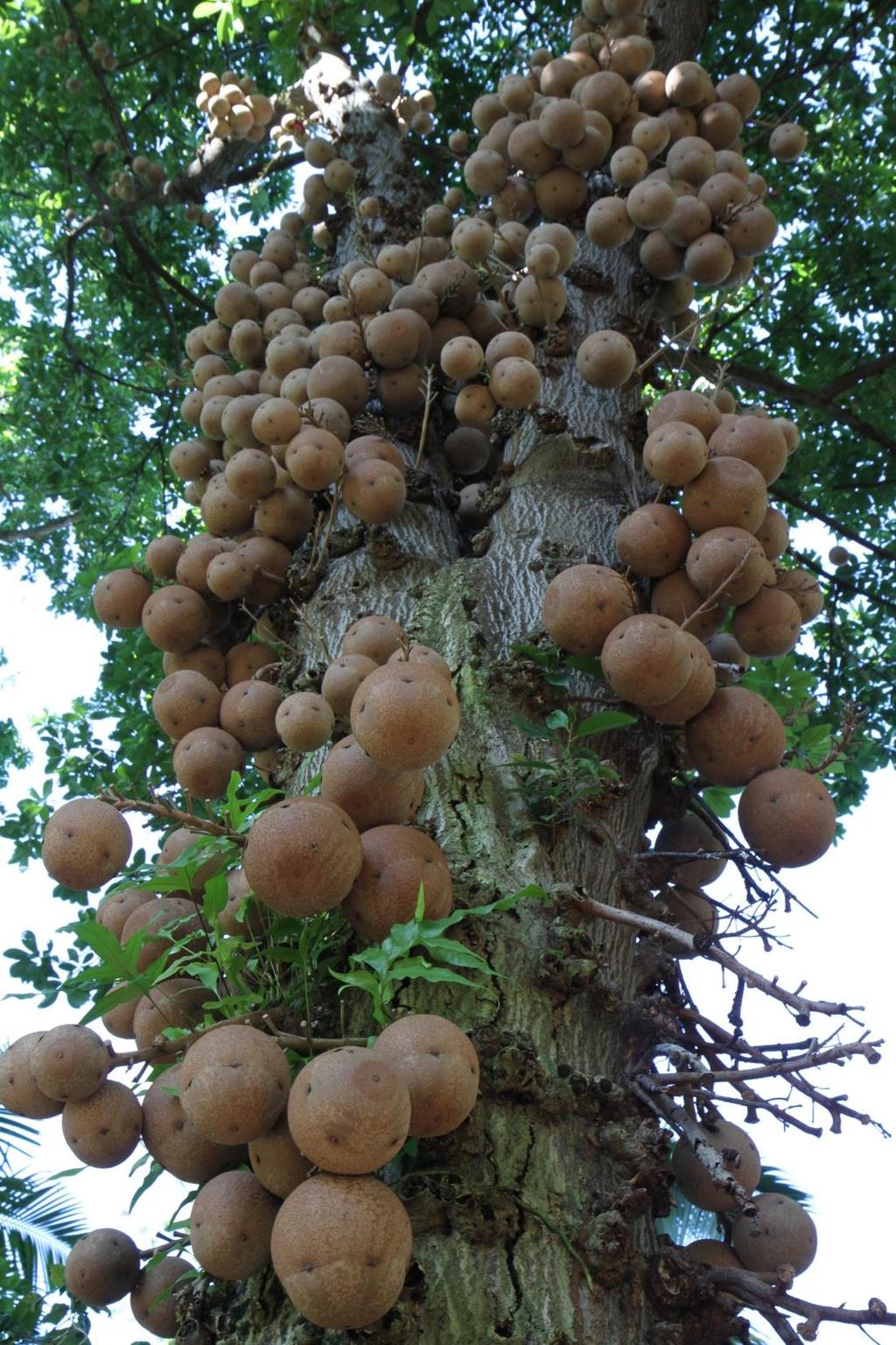 The cannonball tree