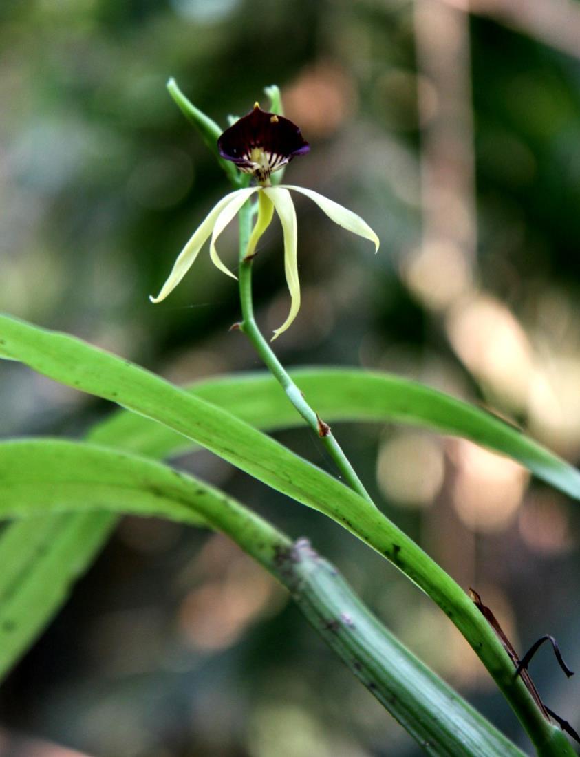 We came upon this orchid on the forest walk in Tikal.