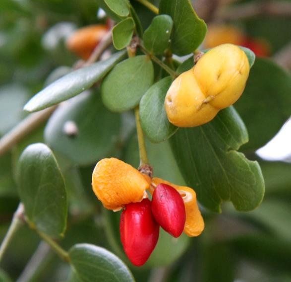 Yellow capsules open to expose red aril-covered seeds.