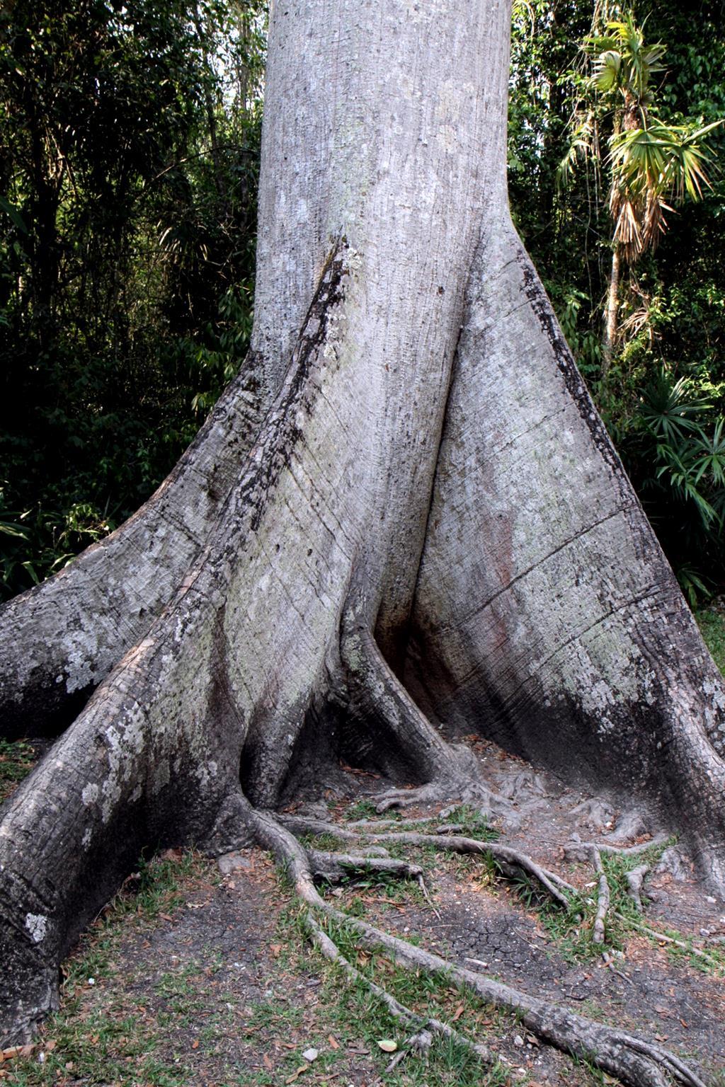 Kapok (Cieba) is the Mayan World Tree.
