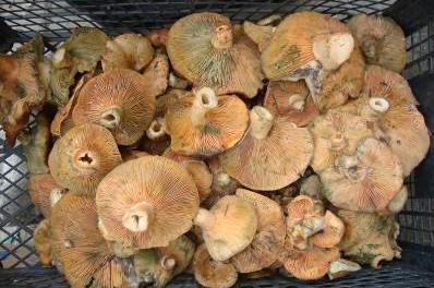 Photos of the mushrooms sold in Vezirköprü local markets by mushroom sellers are given in Figure 2 and 3.
