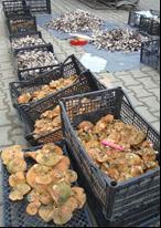 Tricholoma terreum Figure 3 Views from Vezirköprü local markets and mushroom sellers Hydnum repandum, which is suitable for drying, is also exported. H. rufescens has some morphological differences compared to H.