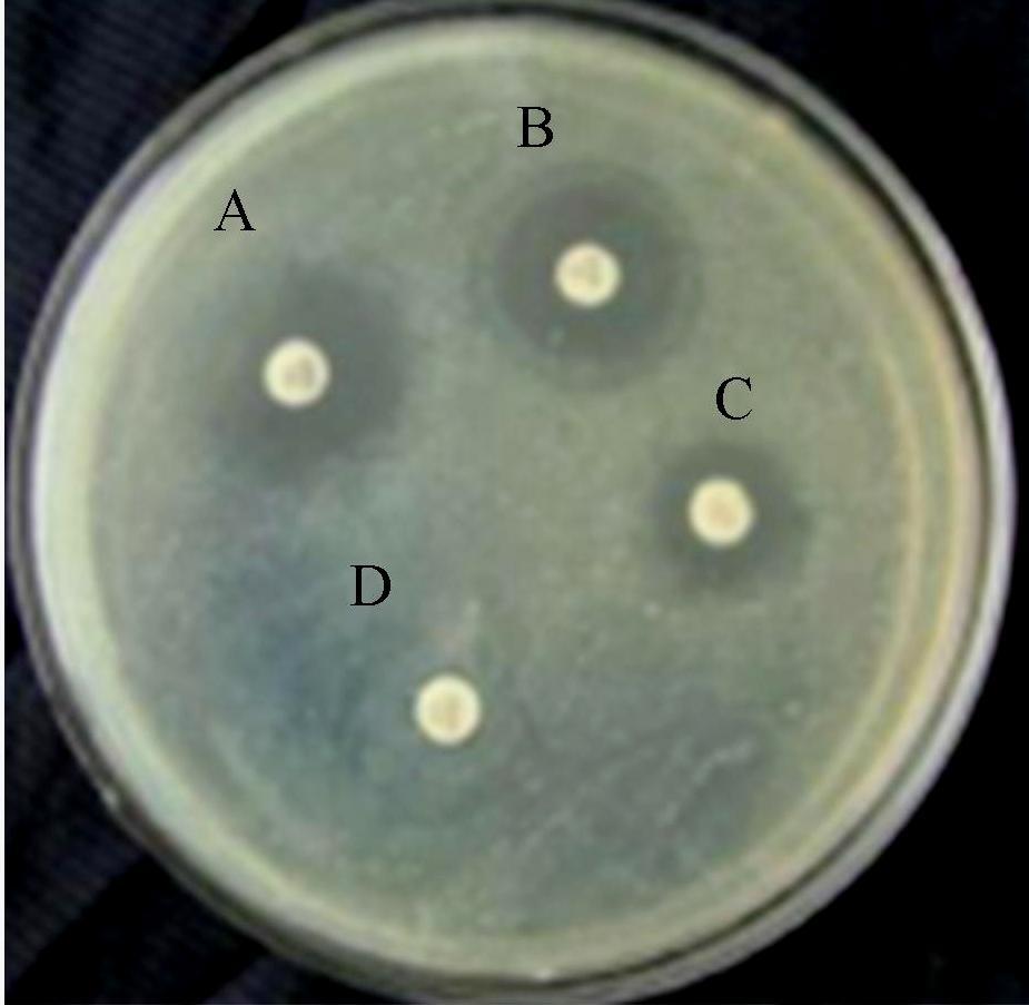 Figure 4: Inhibition zone against Escherichia coli (Indicator microbes of gram negative bacteria) A-BLT (Black Leaf Tea), B- Chloramphenicol (STD), C- BDT (Black Dust Tea), D- Control (Aqueous)