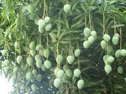 Describe a mango tree shown in the picture making use of the given words.