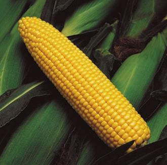 Excellent emergence; good husk cover; well-rounded disease package Market-leading yield and recovery Versatile hybrid suitable for cut, cob or cobette; deep kernels