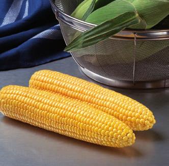 medium-sized cut kernels with great consumer appeal Key benefits to using Poast Protected sweet corn High level of crop safety GH6462 GH6462 is a high yielding sweet corn variety that combines a