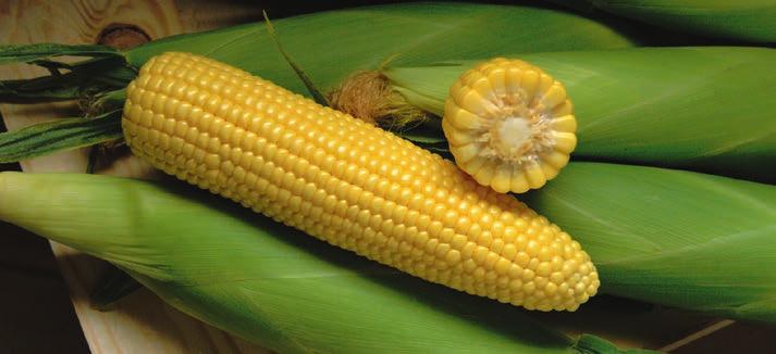 WH1428P is the new standard for white sugary sweet corn.