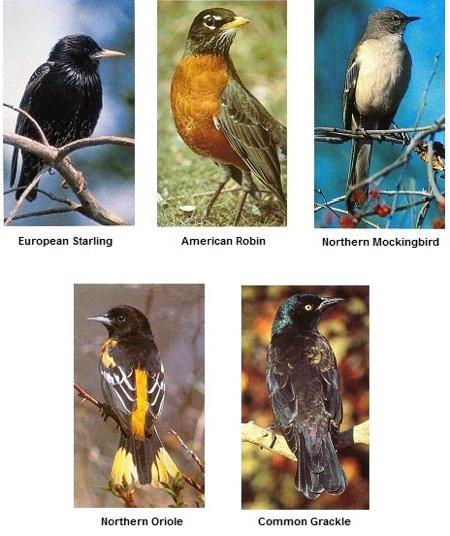 Birds SEASON BIRDS EARLY Robin, Starling,