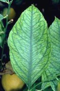 Iron deficiency yellowing