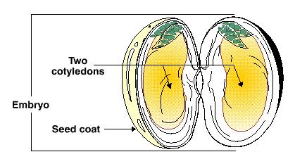 Seed structure includes external parts and internal parts. External parts are designed to nourish and protect the internal parts of the seed. Internal parts include an embryo and needed food supply.