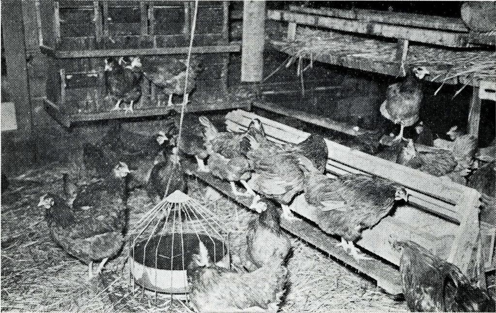 Proso Jvlillet and Oats in Poultry Rations 19, The death rate was lower than that of the two previous years.