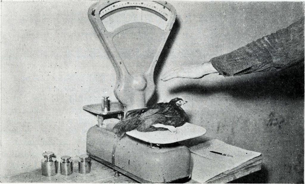 Proso Millet and Oats i11 Poultry Ratio11s 5 Experiments With Starting Rations, 1935-39 The general plan of procedure was the same for all experiments throughout the five years.