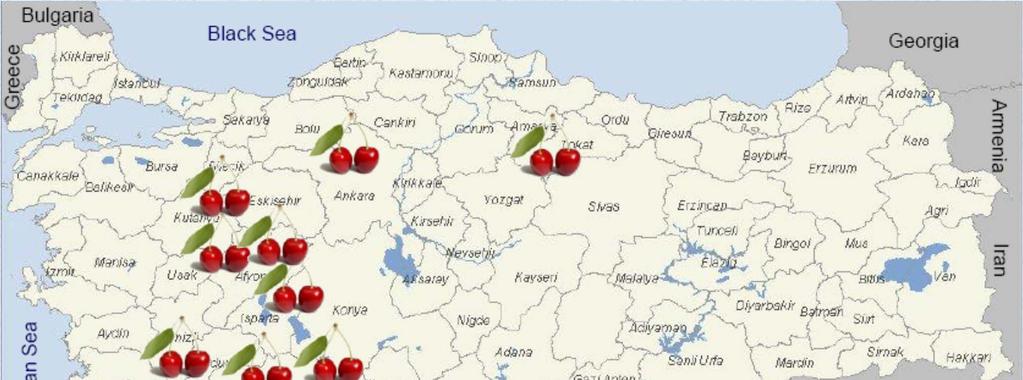 Sour Cherry Growing Regions in Turkey Total production: