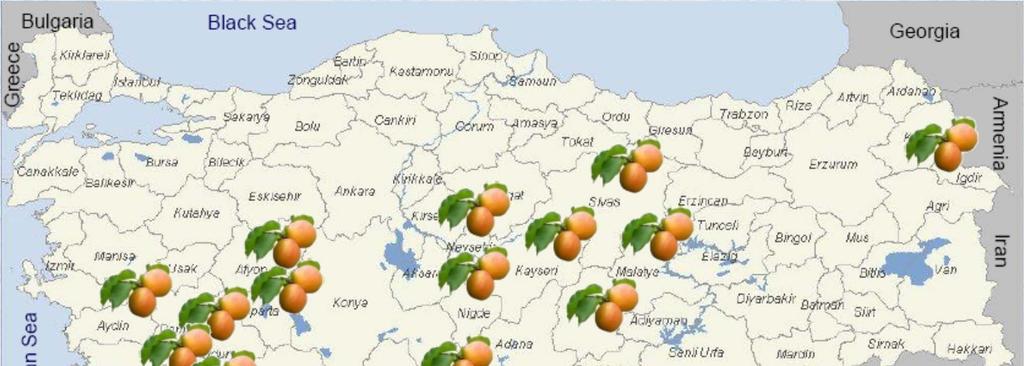 Apricot Growing Regions in Turkey Total Production
