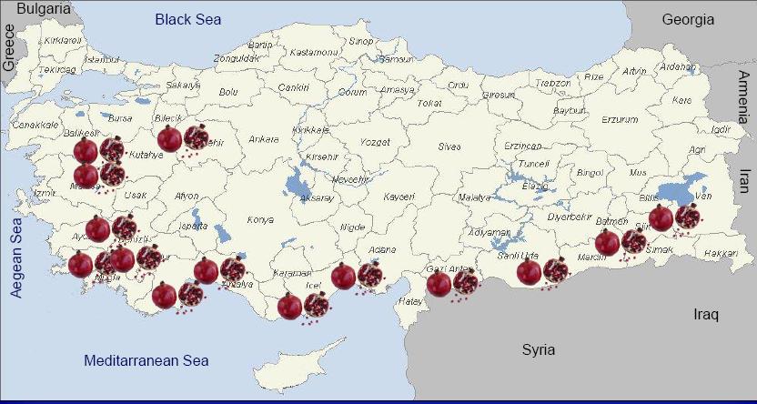 Pomegranate Growing Regions in Turkey Total Production
