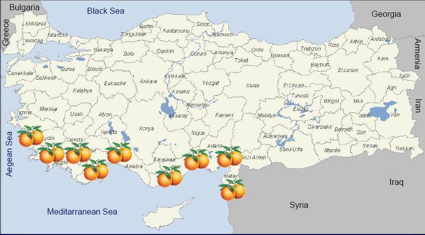 Orange Growing Region in Turkey Total Production : 1.427.
