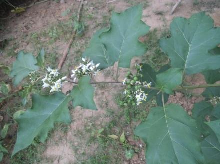 Rasingam L, Ethnobotanical studies on the wild edible plants of Irula tribes of Pillar Valley, Coimbatore district, Tamil Nadu, India, Asian Pacific Journal of Tropical Biomedicine, 2012,