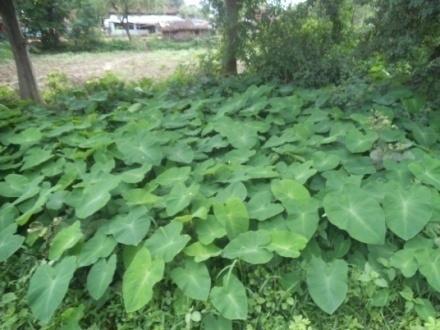 Deb D, Sarkar A, Deb BB, Datta BK, Muzumdar K, Wild edible plants and their utilization in traditional recipes of Tripura, Northeast India, Advances in biological research, 2013; 7 (5):