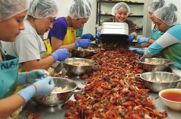 Usually in December, but sometimes as early as November, David starts harvesting crawfish. Processing begins at Easter (Lucky Account Number 4515978701).