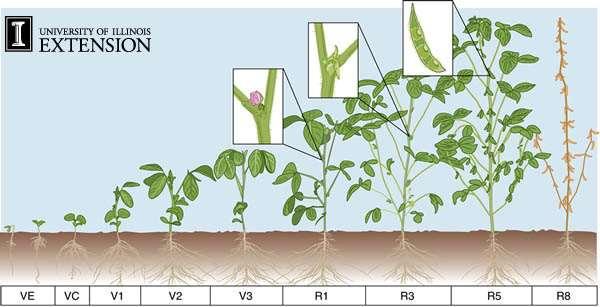 Growth Stages Vegetative: VE = emergence; VC = cotyledon; V1 = first node; etc.