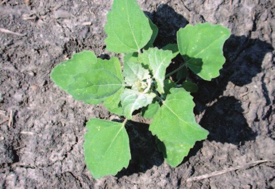 Common Lambsquarters Chenopodium album Leaves are slightly toothed and young