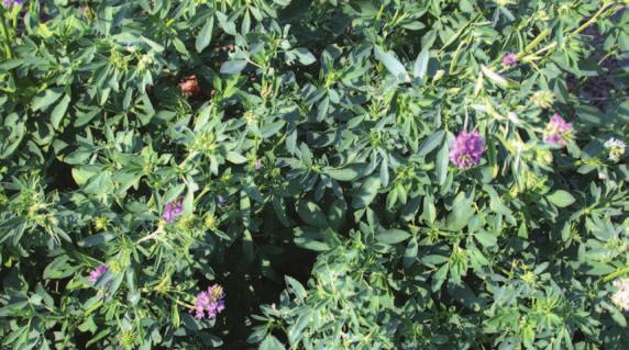 Legumes Alfalfa Medicago sativa Minimum Soil Requirements: Well-drained, high fertility, ph 6.6-7.2.