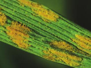 on leaves. Occurs in forage grasses.