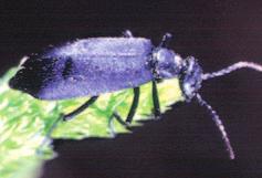 Black blister beetle Gray blister beetle Blister Beetles Epicauta sp.
