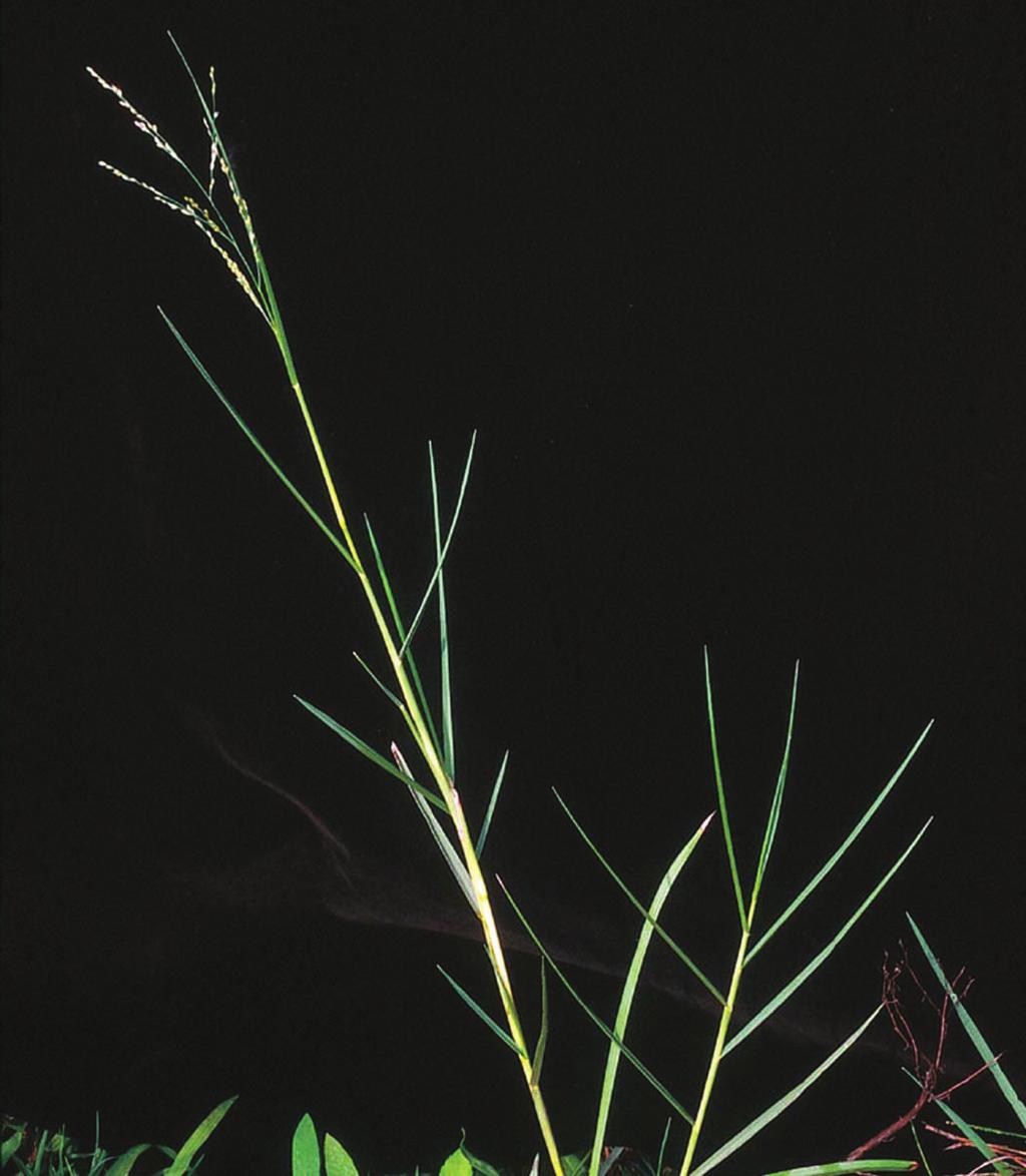 7 mm) long Propagation: reproduces by seeds and rarely by stolons Comments: identified by the lowest seed head branches whorled and seeds with wrinkles Torpedograss Panicum repens Narrowleaf