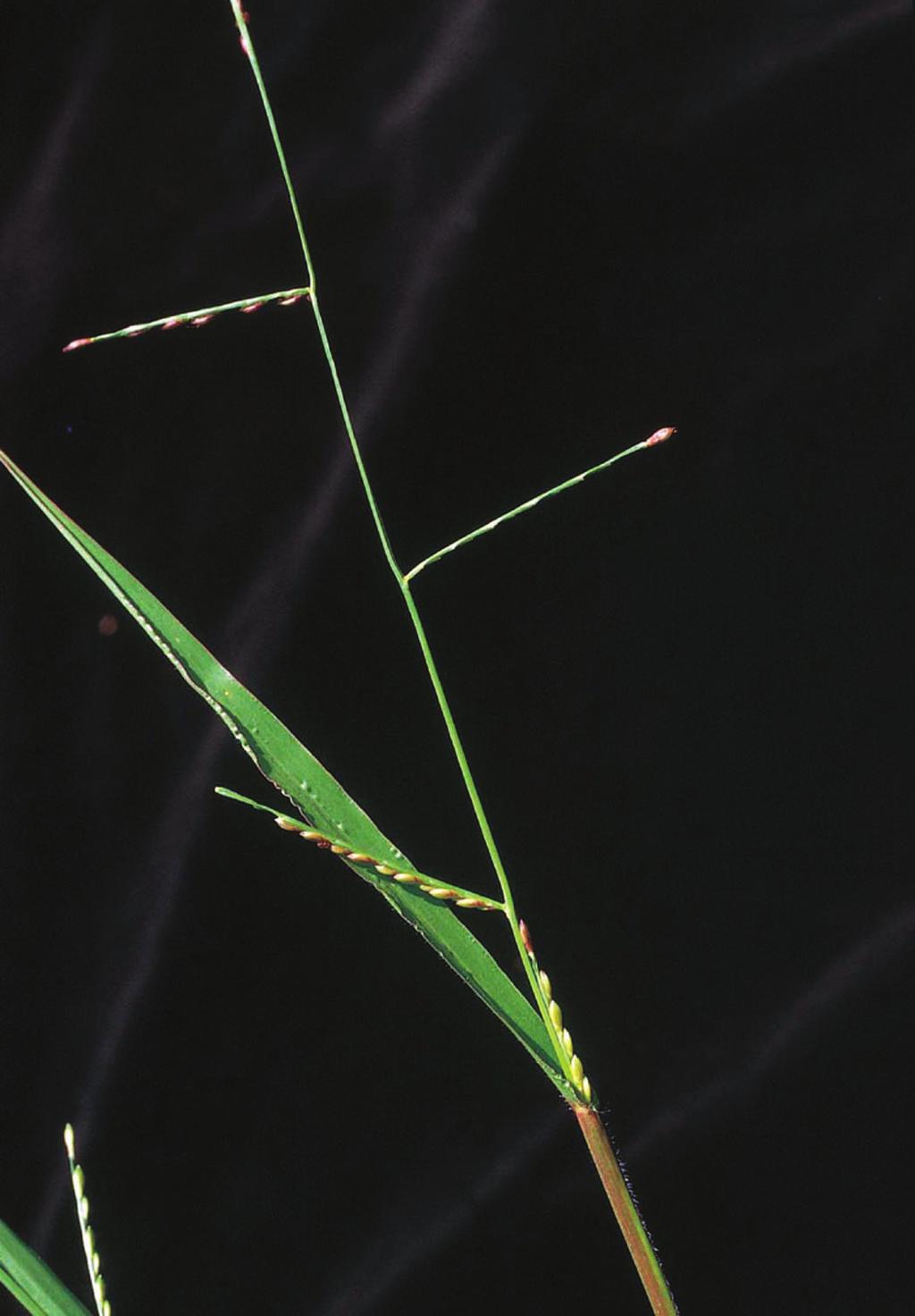 Growth habit: spreading, multi-branched, rooting at lower nodes Joints: hairy Sheath: hairs on margin and sometimes on sheath Ligule: tiny membrane with very short hairs Blade: to 6 inches long and