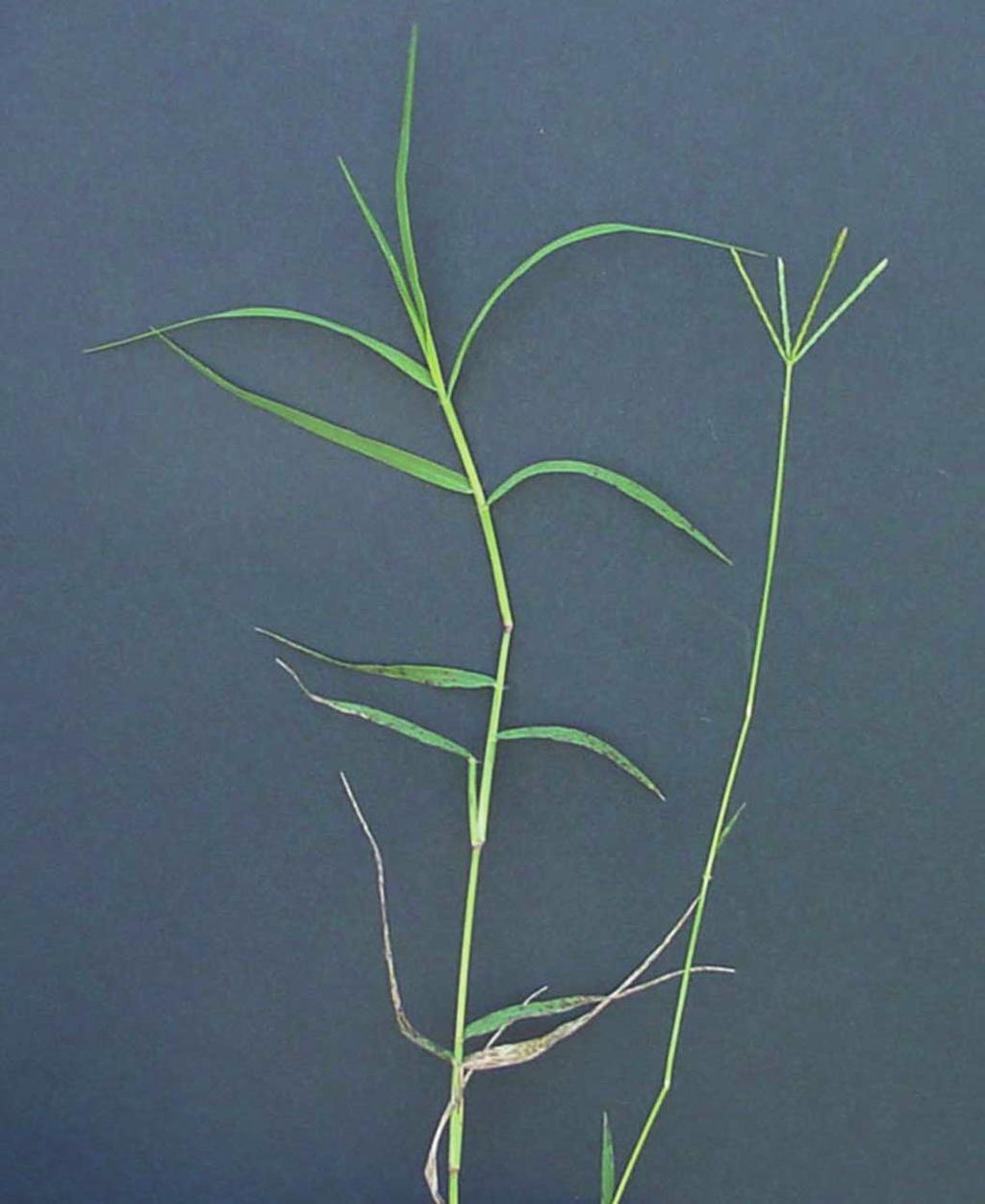 Bermudagrass Cynodon dactylon with thick rhizomes Sheath: with a few hairs Ligule: prominent membranous ligule Blade: with prominent white midvein, hairs at the base of leaf blade, to 20 inches long