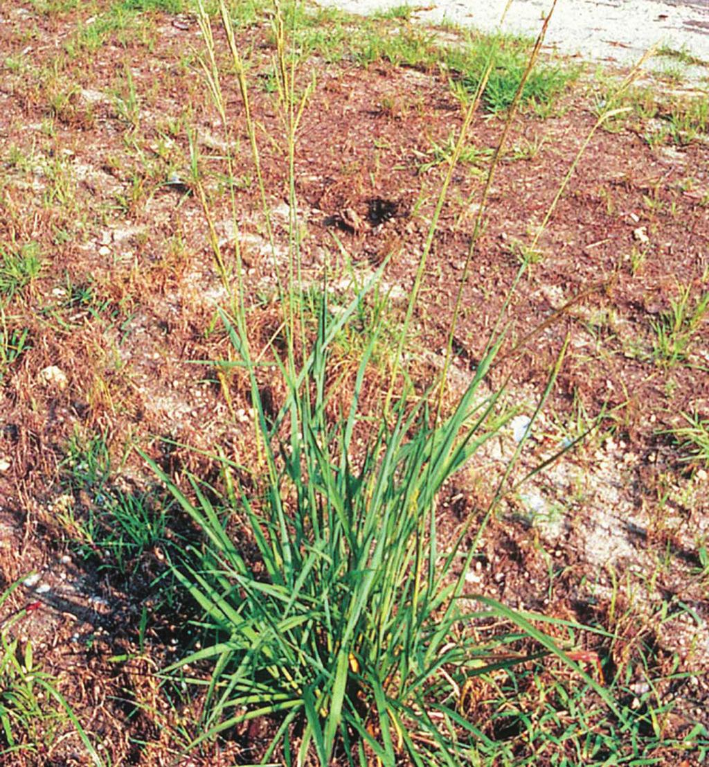 Bermudagrass Season: creeping perennial Height: 4 to 36 inches tall Growth habit: spreading, rooting from nodes, stolons, and rhizomes Joints: flattened, hairless, bearing dead leaf sheaths at each