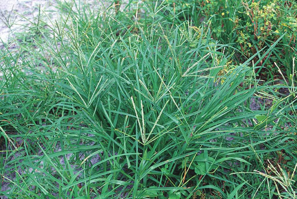 Height: 2 to 9 feet tall Growth habit: erect, forming large clumps with very short rhizomes Sheath: hairy to smooth Ligule: membranous to 3/4 inch (21.