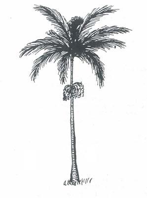Livistona decora (Fan Palm, Cabbage Tree Palm, formerly Livistona decipiens Arecaceae) Livistona is named after Patrick Murray, Baron Livingston,