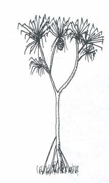 Pandanus tectorius (Pandanus or Screw Pine Pandanaceae) Pandanus, from the Malay word for screw pines, pandan.