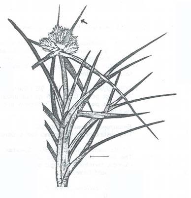 Cyperus pedunculatus (Pineapple Sedge Cyperaceae) A dune plant with short shoots arising from subterranean stems.